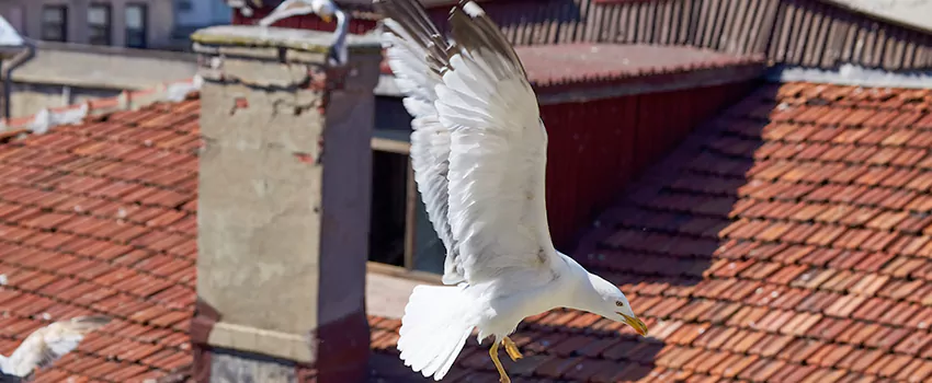 Residential Chimney Animal Removal Solution in Missoula, MT
