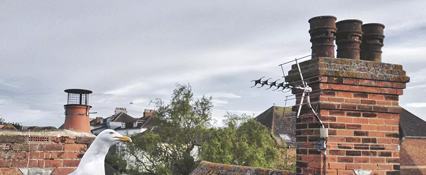 Chimney Cleaning And Restoration in Missoula, Montana